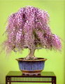بونسای پیچ گلیسین
